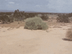 tumbleweed